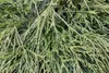 Thuja plicata 'Whipcord', Zwerg-Lebensbaum, grün, 25–30 cm Produktbild-Vorschau 8