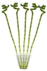 Sada 5ks štastných bambusu 'Lucky Bamboo' - spirála - v Náhled obrázku produktu 1