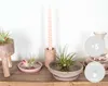 5x Tillandsia Mix - Luftpflanzen echt - Quallenpflanzen - Produktbild-Vorschau 2