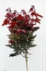 Blut - Ahorn " Crimson sentry " Acer platanoides Hochstamm Produktbild-Vorschau 2