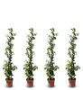 Four potted climbing plants with white flowers and green leaves are arranged in a row against a white background. Náhled obrázku produktu