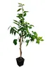 Kaffirská limetka 140–180 cm – Citrus Hystrix Combava – Náhľad obrázku produktu 4