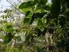 Figuier à oreilles d'éléphant (Ficus auriculata)  - 20 Voir les images du produit 3