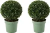 Bloomique - Lot de 2 - Ilex Crenata Jenny - Houx japonais - Voir les images du produit 1