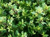 Stauden Gänge 100 x Ilex maximowicziana var. 'Kanehirae' - Produktbild-Vorschau 2
