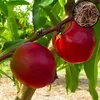 Prunus Nucipersica Mini Nectarine - Pot de 3 litres Voir les images du produit 3