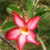 Rose du désert (Adenium obesum)  - 10 graines Voir les images du produit 1