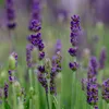 Bloomique - Lot de 3 - Lavandula Angustifolia 'Hidcote' - Voir les images du produit 5