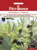 Olivenbaum | Olivenbaumsamen von Dürr Samen Produktbild-Vorschau 1