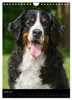 Berner Sennenhund 2027 (Wandkalender 2027 DIN A4 hoch), Produktbild-Vorschau 9