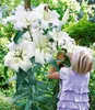BALDUR Garten 3x Tree-Lily Pretty Woman,  Zwiebeln mit Produktbild-Vorschau 1