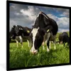 MuchoWow® Gerahmtes Poster Kühe - Natur - Gras - Tiere Produktbild-Vorschau 1