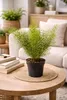 Asparagus densiflorus Sprengeri 30-40 cm - Zierspargel im Produktbild-Vorschau 4