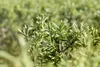 Sanddorn Sirola 60-100 cm, im Topf - Hippophae rhamnoides Produktbild-Vorschau 2