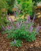 Vitex agnus-castus, Mönchspfeffer, 40–60 cm Produktbild-Vorschau 5
