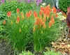 Stauden Gänge 5 x Kniphofia 'Papaya Popsicle' - Fackellilie Produktbild-Vorschau 4