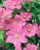 Clematis Hybrid 'Comtesse de Bouchaud', rosa Blüten, 40–60 Produktbild-Vorschau 13