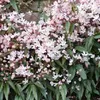 Clematis armandii Apple Blossom (sempreverde e resistente) Anteprima dell’immagine prodotto 4