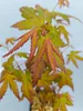 Set mit 4 japanischen Ahornen (Acer palmatum) – Höhe 20/30 Produktbild-Vorschau 2