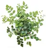 Pellaea rotundifolia - Pelle- oder Urweltfarn - 9cm Topf Produktbild-Vorschau 2