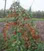 BALDUR Garten 1x Goji 'Sweet Lifeberry®', Pflanze im 9x9 Produktbild-Vorschau 3