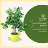 Meine Orangerie Zitronenbaum Piccolo - echte Zitruspflanze Produktbild-Vorschau 5