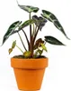 Gardners Alocasia amazonica Polly, priemer 6 cm Náhľad obrázku produktu 1