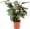 Bloomique - Calathea Compactstar - Plante d'intérieur - Voir les images du produit 1