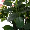 Fiore artificiale rosa Ø 25 H 33 cm rosa Anteprima dell’immagine prodotto 6