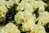 Rhododendron 'INKARHO', gelbe Dufthecke, 40–60 cm Produktbild-Vorschau 1