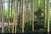 SAFLAX - Moso obří bambus - Phyllostachys pubescens - 20 Náhled obrázku produktu 4