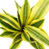 Sansevieria aubrytiana "Yellowstone" - Goldener Bogenhanf Produktbild-Vorschau 2