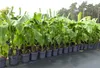 Bananenstaude Banane Musa Basjoo 140 - 170 cm winterhart Produktbild-Vorschau 1