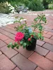 A potted pink rose bush sits on a brick pathway in a garden setting. Produktbild-Vorschau