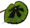 Listová Begonia - Begonia masoniana Mountain - hnedé listy Náhled obrázku produktu 3