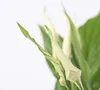 Friedenslilie - Einblatt - Spathiphyllum 'Torelli' - Höhe Produktbild-Vorschau 3