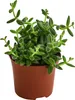 Dehner Gurkenpflanze, Delosperma echinatum, Sukkulente mit Produktbild-Vorschau 1