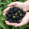 GreenboutiQ - Obstpflanzen - Immergrüne Brombeere - Rubus Produktbild-Vorschau 5
