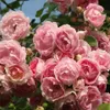 2 x  Rosa  - Kletternde Rose Kordes - Rosa 'Jasmina'® Produktbild-Vorschau 2