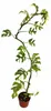 Rhaphidophora Tetrasperma Variegata, 60–80 cm – Pestrá Náhľad obrázku produktu 4