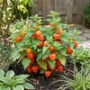 Bloomique - Lot de 6 - Physalis alkekengi franchetii - Voir les images du produit 5