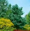 Pinus parviflora 'Glauca', Japanische Kiefer, blau-grün, Produktbild-Vorschau 10