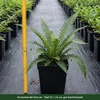 Stauden Gänge 1 x Blechnum spicant im 1 Liter Topf - Produktbild-Vorschau 5