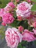 Kletterrose Bienvenue® - Rosa Bienvenue® - Delbard-Rose Produktbild-Vorschau 2