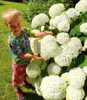 BALDUR Garten 10x Schneeball-Hortensie Annabelle; Pflanzen Produktbild-Vorschau 4