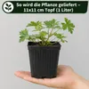 Stauden Gänge 5 x Geranium 'Rozanne ®' im 1 Liter Topf - Produktbild-Vorschau 10