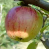 A close-up of an apple hanging from a tree branch. Produktbild-Vorschau