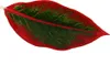 Aglaonema Jungle Red - Kolorowa nic kolby - Niezwykle Podgląd zdjęcia produktu 2