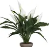 Spathiphyllum - Grün, Weiß Produktbild-Vorschau 7