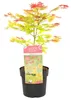 Bloomique - Acer Shirasawanum 'Moonrise' - Érable du Japon Voir les images du produit 1